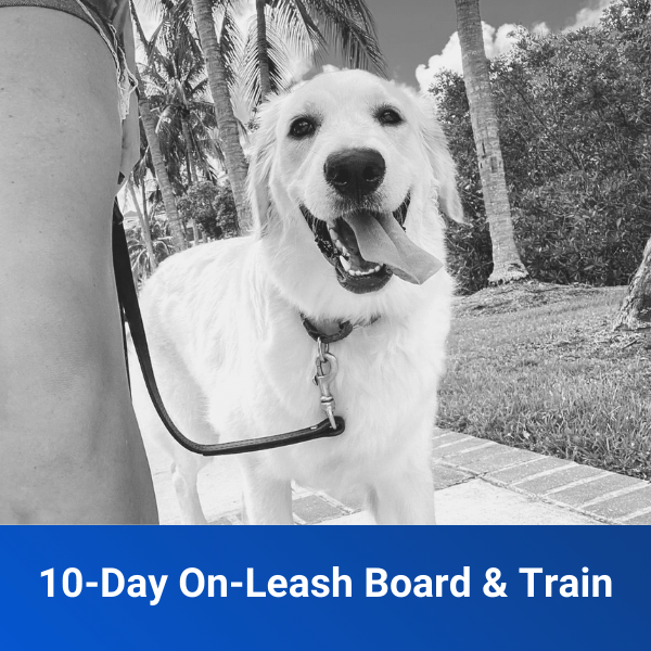 On Leash Board and Train