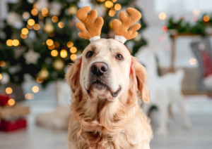 Holiday Hazards for Dogs