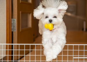 You’re right. Corrected alt text: Dog training in Ft. Myers puppy jumping over gate indoors