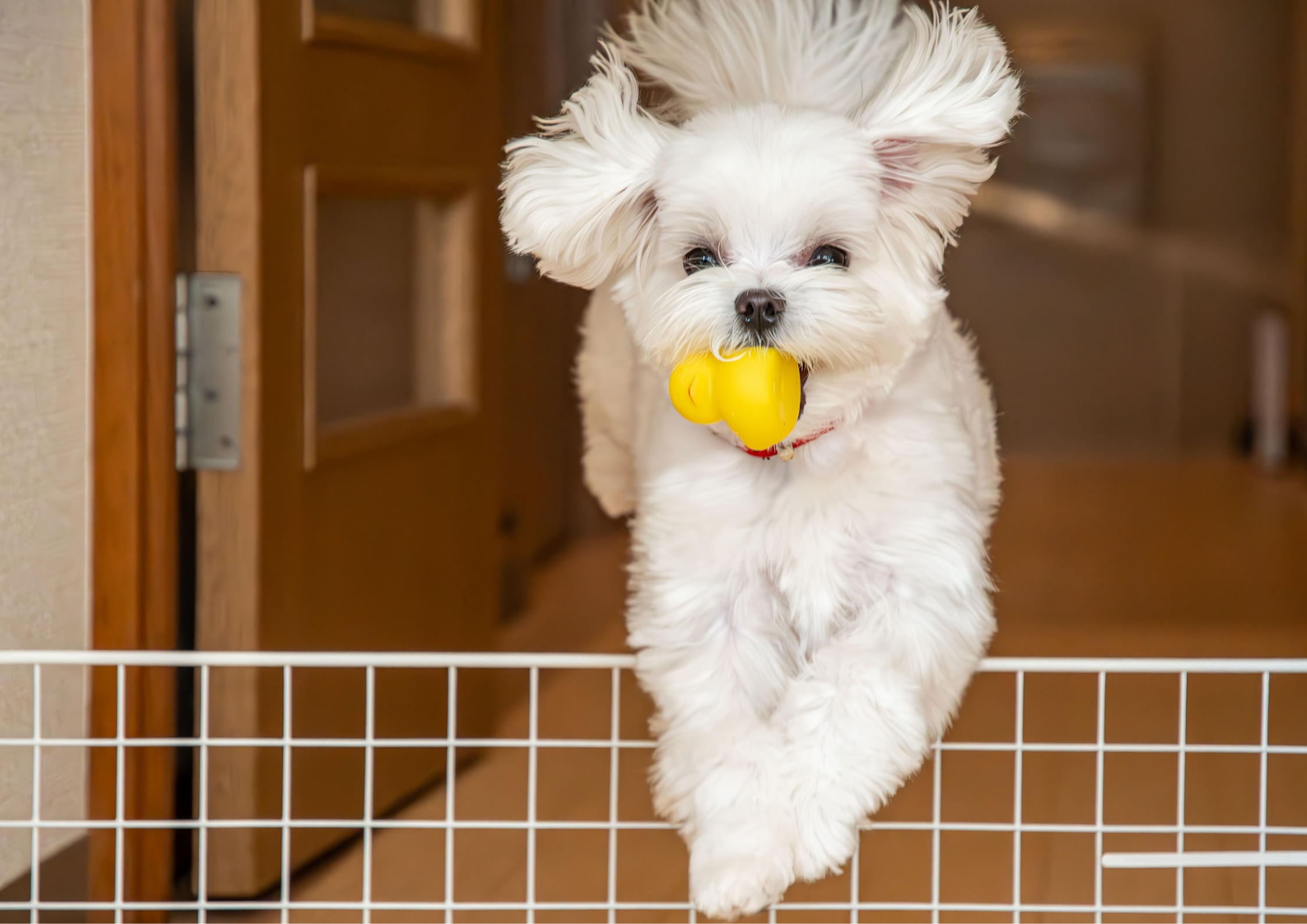 Fence, Dog Safety Fence, Dog Fence