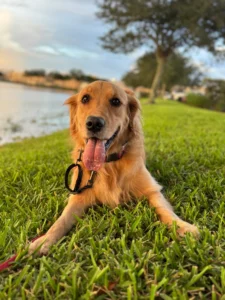 Dog training in Ft. Myers golden retriever relaxing by lake