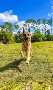 Dog training in Ft. Myers German shepherd running