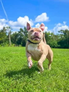 Dog training in Ft. Myers puppy running on green grass