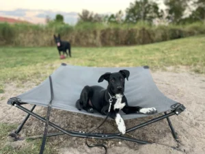 aki practicing early obedience and calm socialization during a 10-day puppy training program with Karina in Ft. Myers, FL, with follow-up support at home.