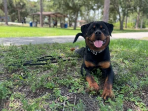 Dog training in Ft. Myers Rottweiler resting in park grass