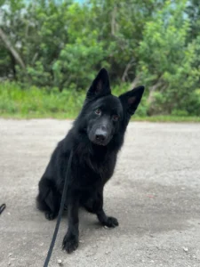 Blue, a reactive and fearful German Shepherd in Ft. Myers, FL, practicing calm obedience and confidence-building exercises after a 3-week Board and Train with Dirk and Christine.