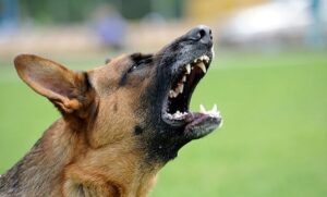 Dog growling with teeth showing during behavior warning