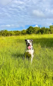 Alt Text 10-month-old working-breed puppy showing off-leash reliability during a focused 3-mile run around distractions in Fort Myers, FL