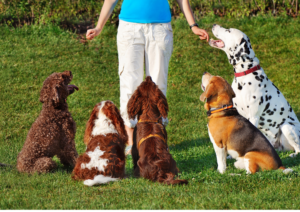 Spring Tips for dogs