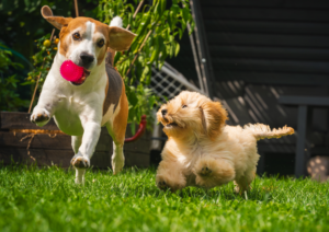 Two dogs running on grass with one carrying pink ball outdoors