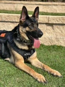 Mika, a 2-year-old German Shepherd in Fort Myers, FL, reduced reactivity and improved obedience after nine lessons with Dirk for calmer walks.