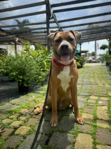 Dog training in Ft. Myers happy dog sitting outdoors on leash