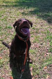Rosco 5-month-old puppy in Naples FL showing improved manners and early obedience training results