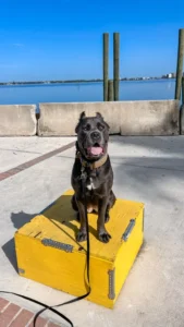 Sasha, a 110-pound Cane Corso in Fort Myers, FL, built reliable obedience and quick responsiveness through structured training at home.