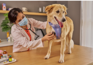 Traveling with your dog