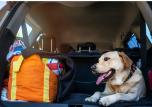 Traveling with your dog