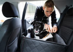 Traveling with your dog