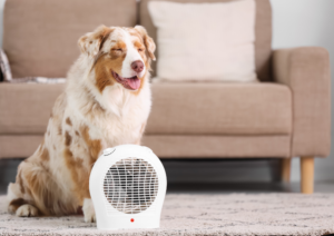 Traveling with your dog