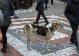 Traveling with your dog