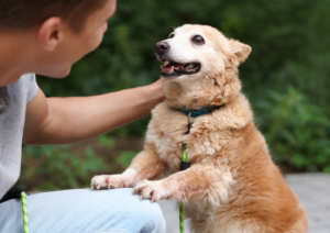Dog's body language