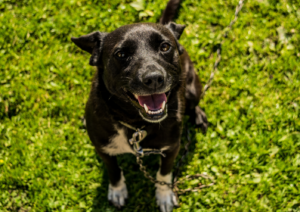 Dog's body language