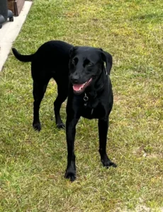 Bea the 4-year-old Lab/Retriever building better obedience, stronger leash manners, more confidence, and improved reliability in Fort Myers, FL.