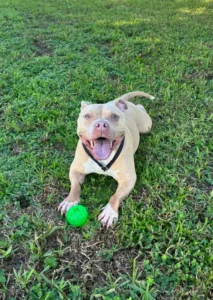 Mr. showing improved behavior, better leash manners, more confidence, and everyday control during dog training in Ft. Myers, FL.