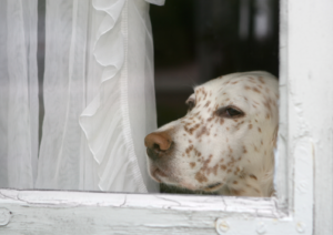 Dog's Behavior, How Weather Changes Affect Your Dog’s Behavior