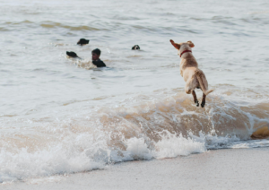 Taking your dog to the beach