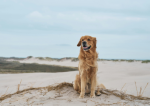 Taking your dog to the beach