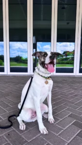 Bash demonstrated improved obedience, leash walking, and impulse control in Fort Myers, FL.