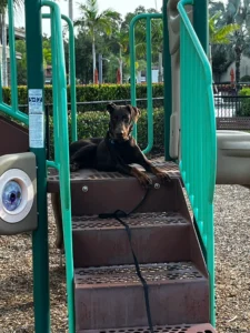 Doberman demonstrating improved obedience, calm behavior, and better family control in a home setting in Fort Myers, FL.
