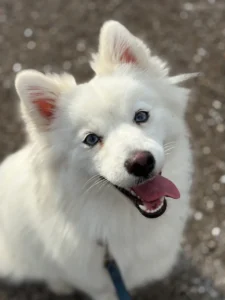 Dog practicing obedience and leash manners in Fort Myers, FL