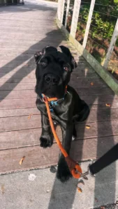 Drako practicing obedience and commands in Fort Myers, FL
