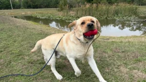 Labrador showing improved leash manners, reliable recall, and calm confidence around other dogs in Fort Myers, FL.