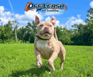 Dog Recall Training pit bull running across grass field