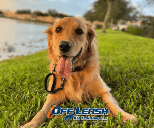 How to stop dog pulling on leash with golden retriever lawn