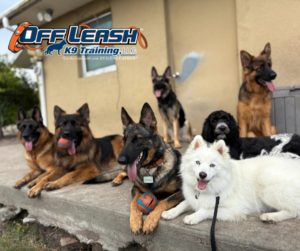 Dog Recall Training group of dogs on porch with balls