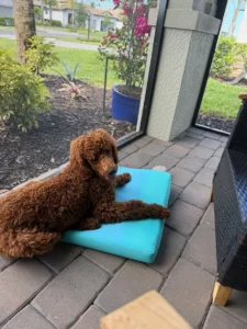 Teddy practicing crate comfort and puppy commands in Fort Myers FL
