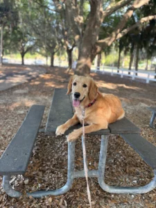 Asti Golden Retriever building better obedience and manageable energy during professional dog training in Fort Myers, FL.