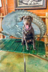 Lulu building confidence, social behavior, and public manners during professional dog training in Fort Myers, FL