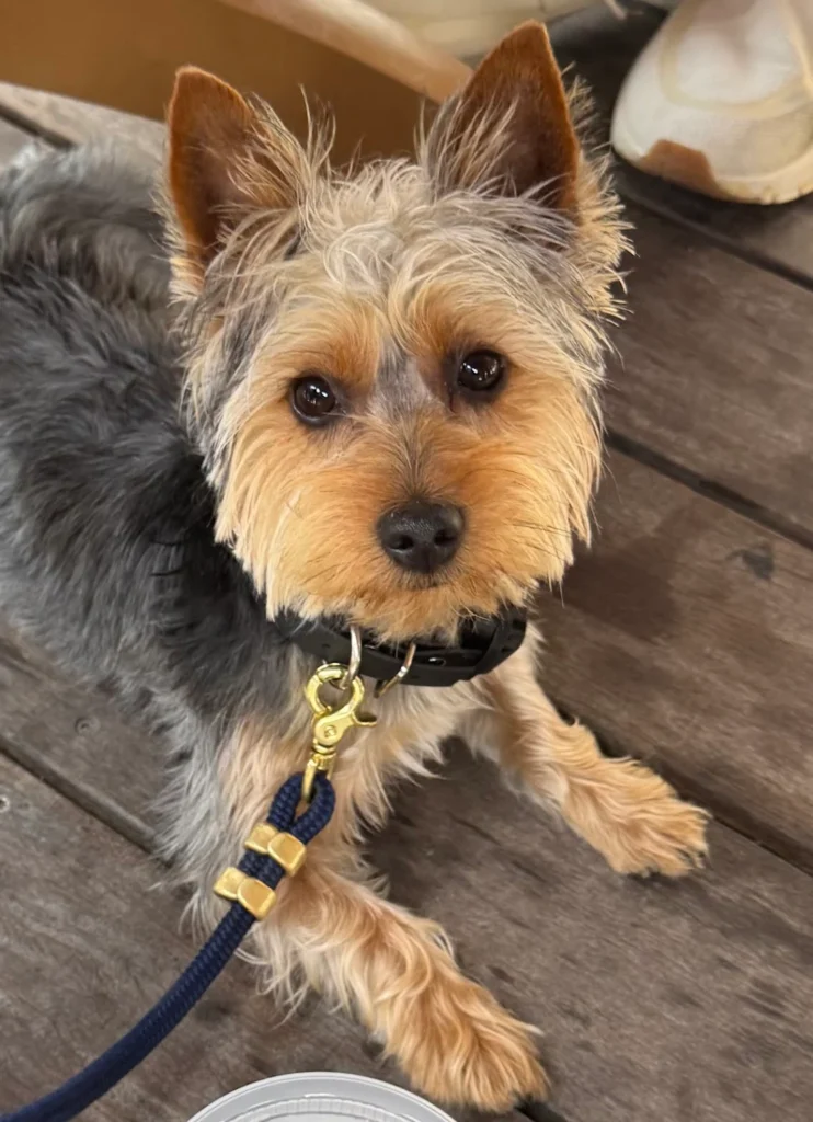 Zeus Silky Terrier improving off-leash obedience and command response during professional dog training in Fort Myers, FL.