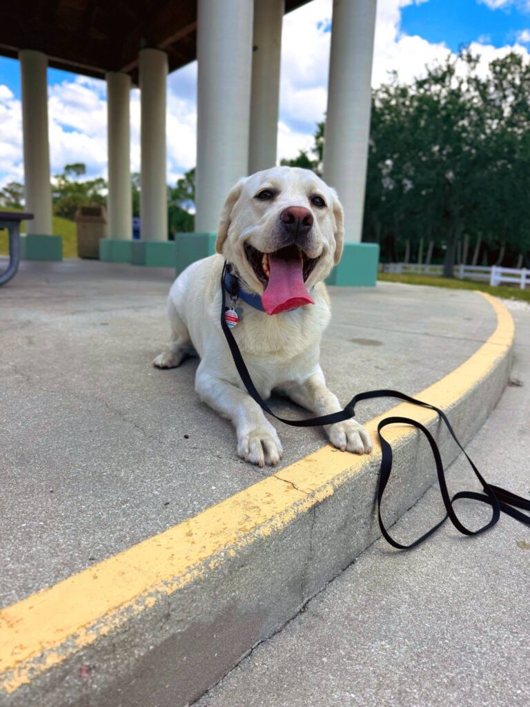 Griffey practicing recall and obedience in Fort Myers