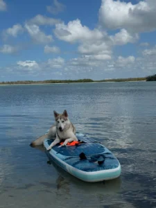 High-energy Husky showing improved obedience in Fort Myers