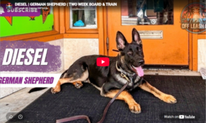 Diesel practicing reliable obedience in Southwest Florida