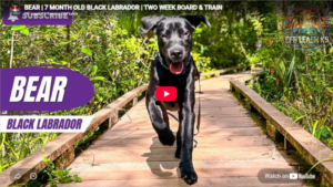 Bear, the Black Lab, practicing puppy obedience in Southwest Florida