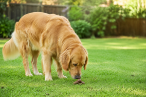 Why do dogs eat poop and what causes this behavior