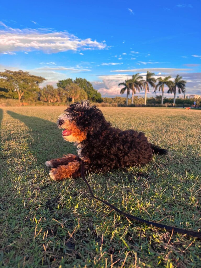 Brix practicing better manners and obedience in Fort Myers, FL