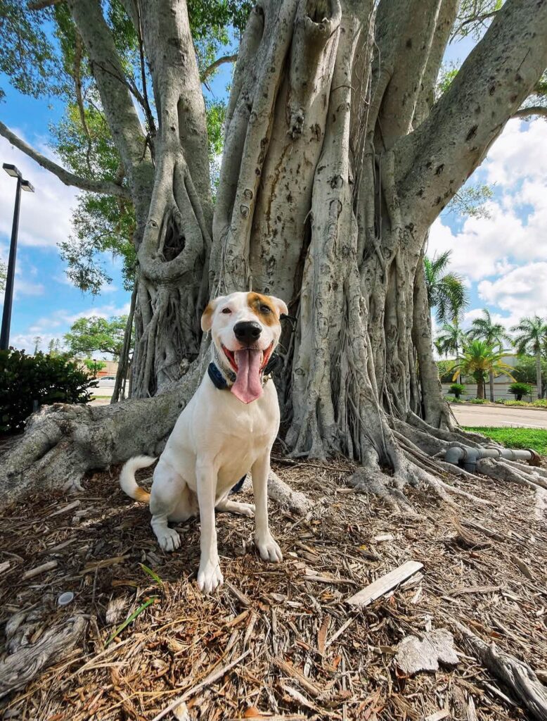 Callie practicing calm focus and obedience in Fort Myers, FL