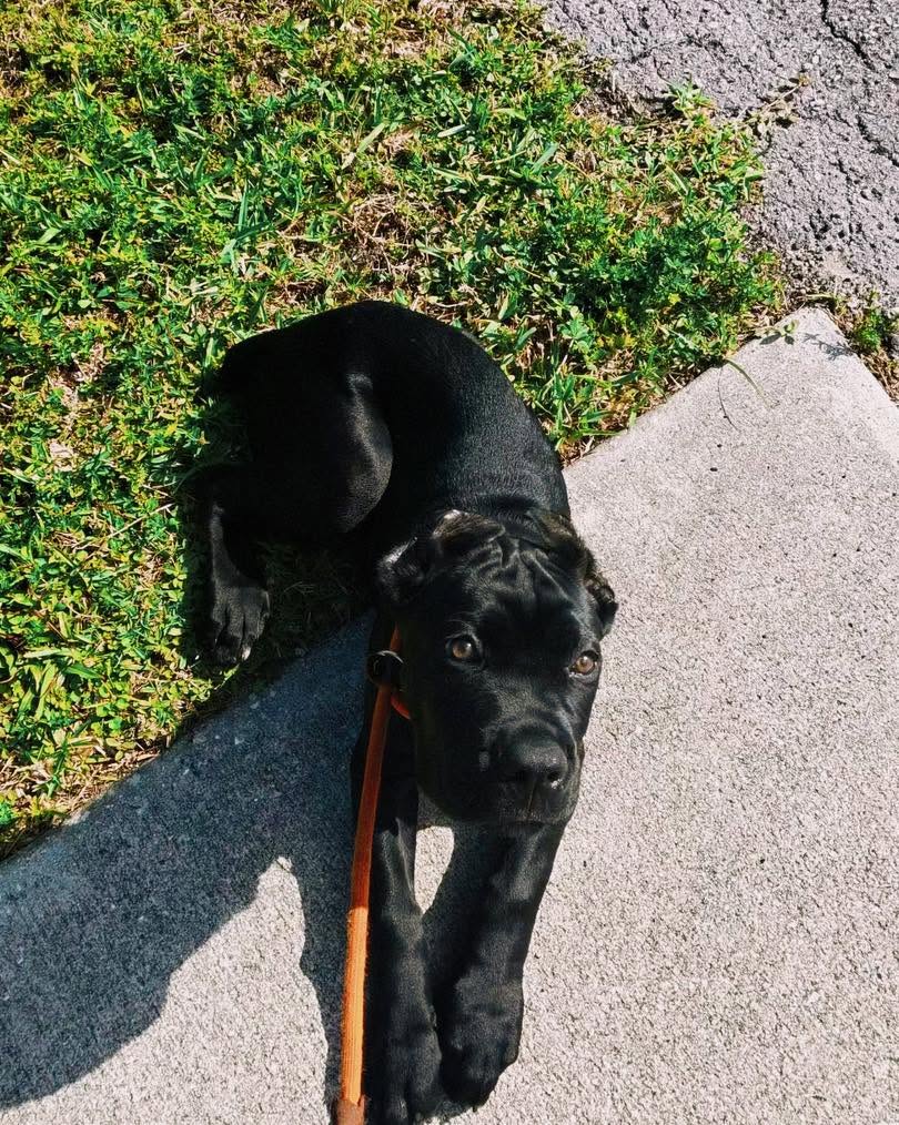 Drako building focus during puppy training in Fort Myers, FL